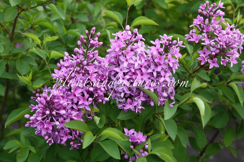 Syringa chinensis ‘Amigo’