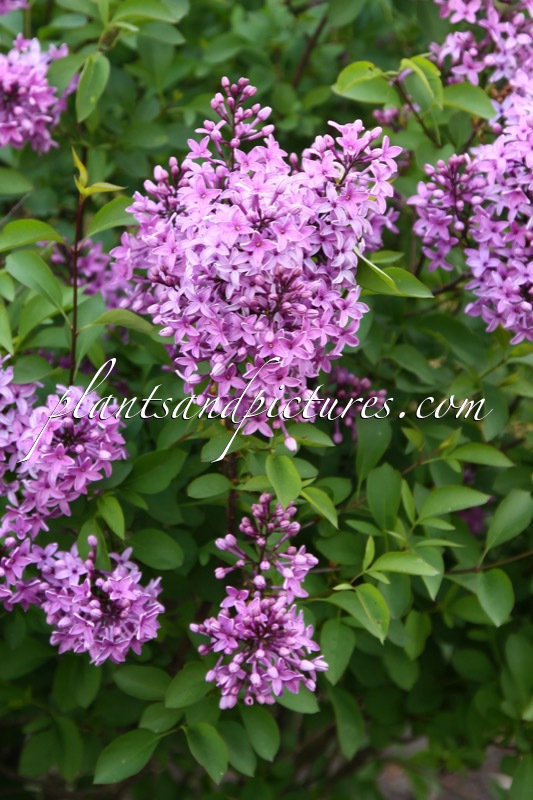 Syringa chinensis ‘Amigo’