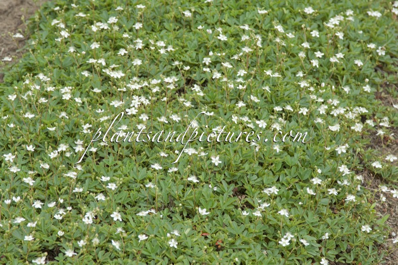 Potentilla tridentata ‘Nuuk’