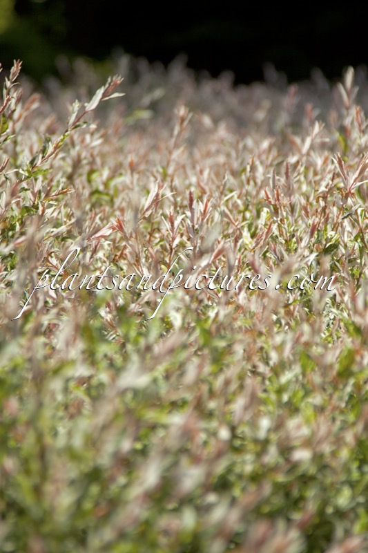 Salix integra ‘Flamingo’