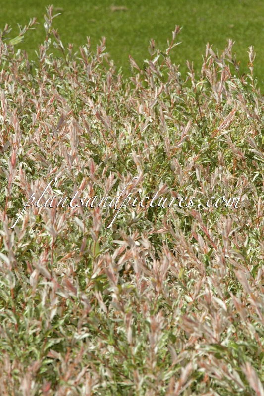 Salix integra ‘Flamingo’