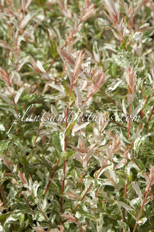 Salix integra ‘Flamingo’