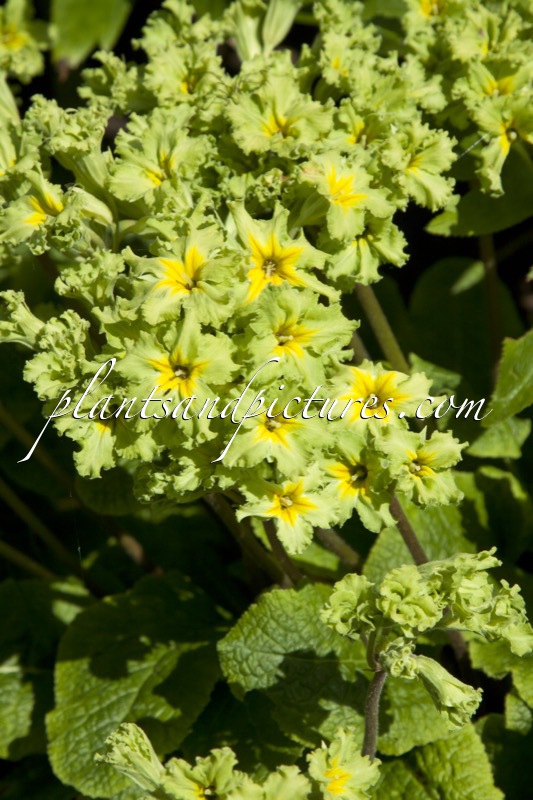 Primula ‘Francesca’