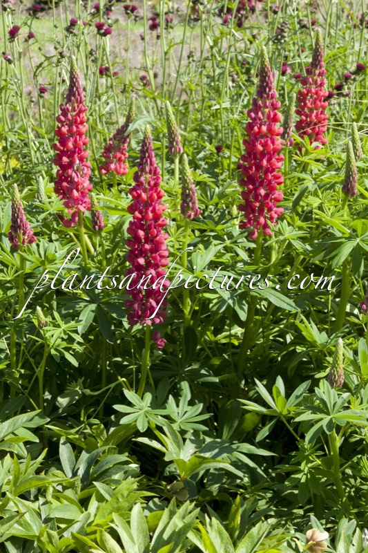 Lupinus ‘Red Rum’ (West County Series)