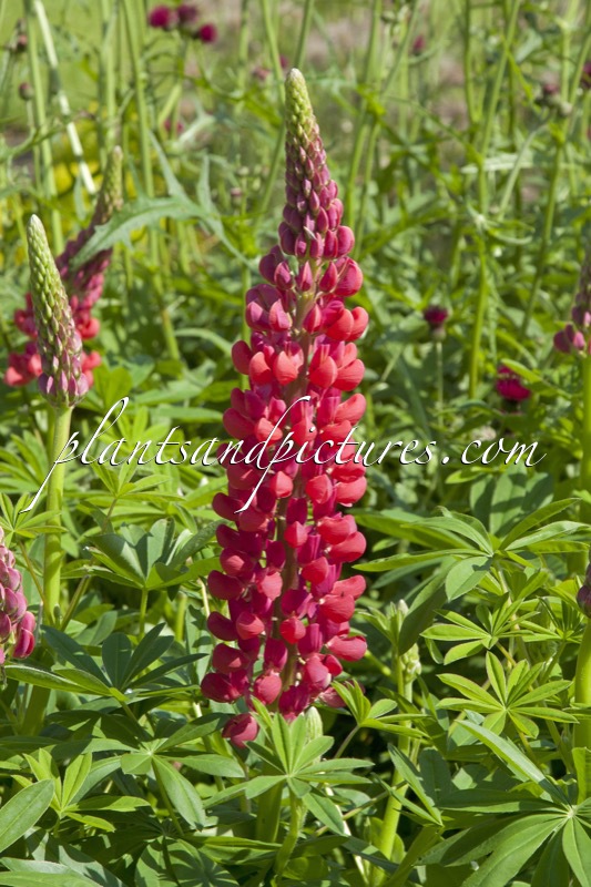 Lupinus ‘Red Rum’ (West County Series)