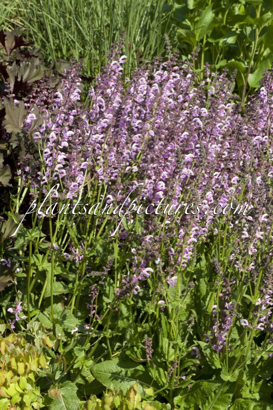 Salvia pratensis ‘Lapis Lazuli’