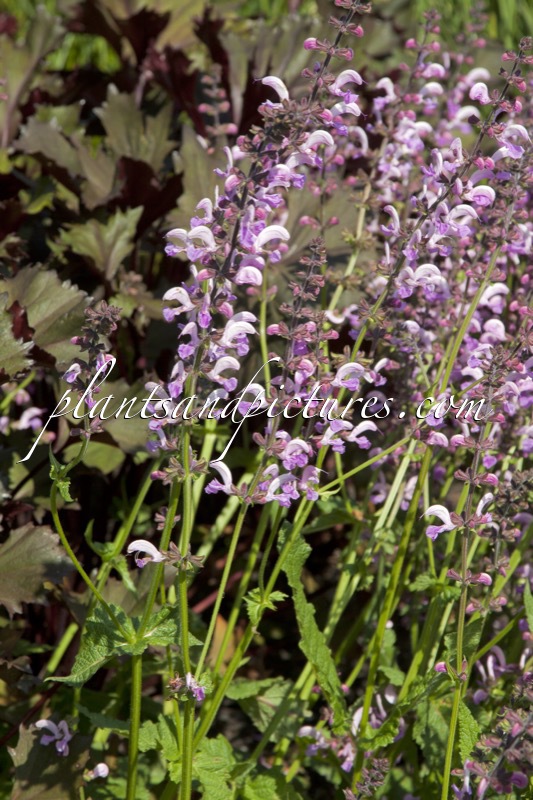 Salvia pratensis ‘Lapis Lazuli’