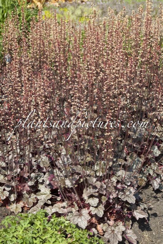 Heuchera ‘Silver Scrolls’