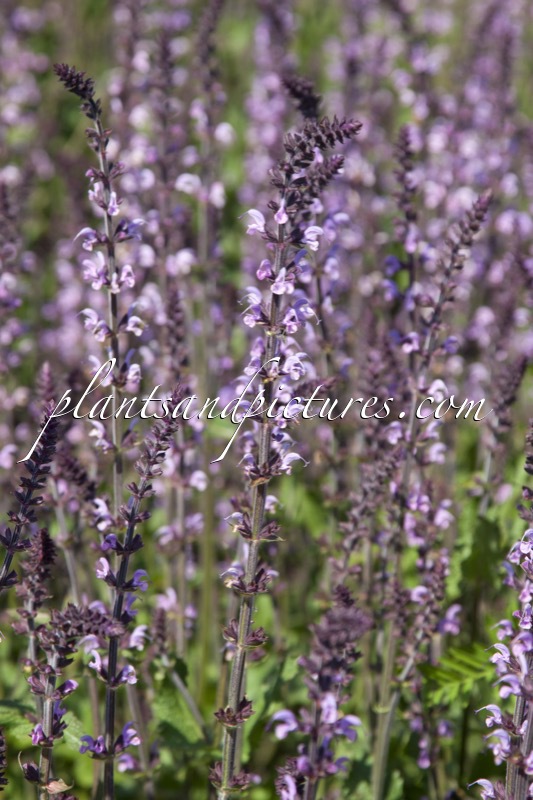 Salvia nemorosa ‘Serenade’