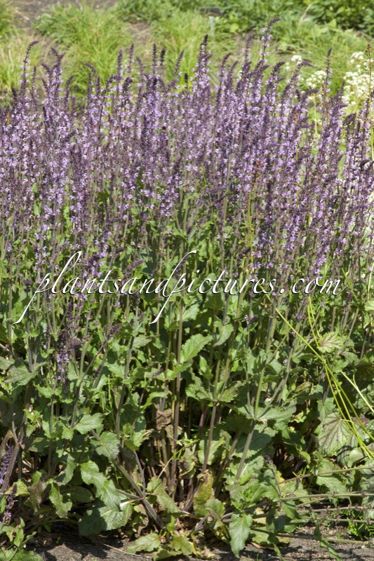 Salvia nemorosa ‘Serenade’