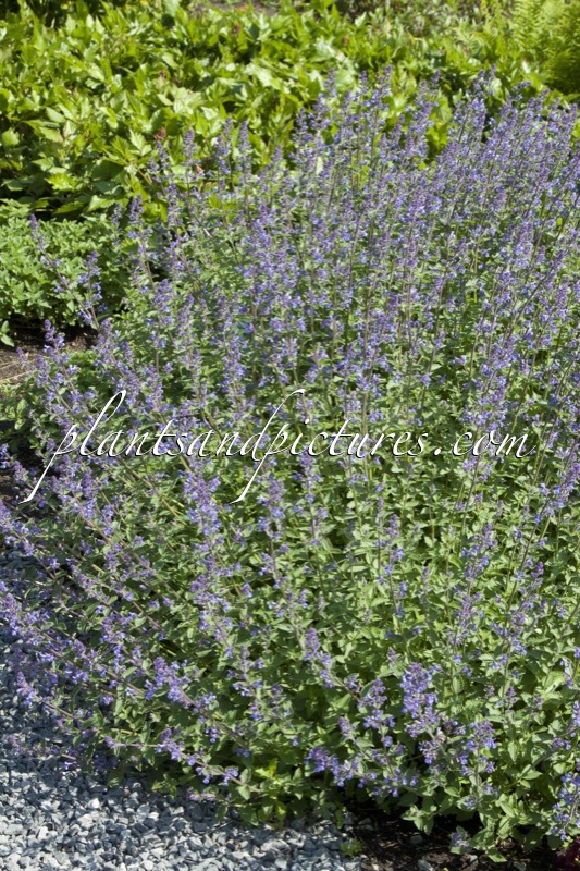 Nepeta ‘Junior Walker’