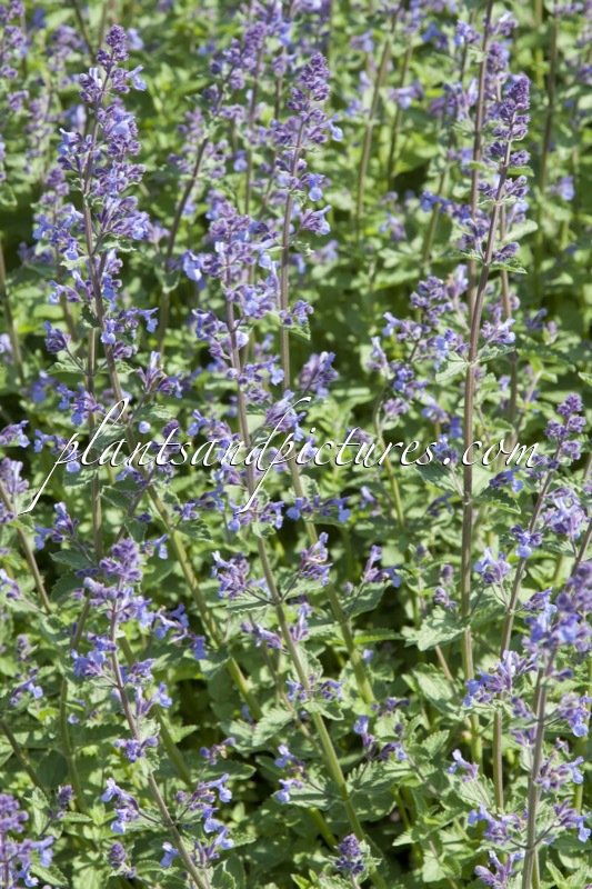 Nepeta ‘Junior Walker’