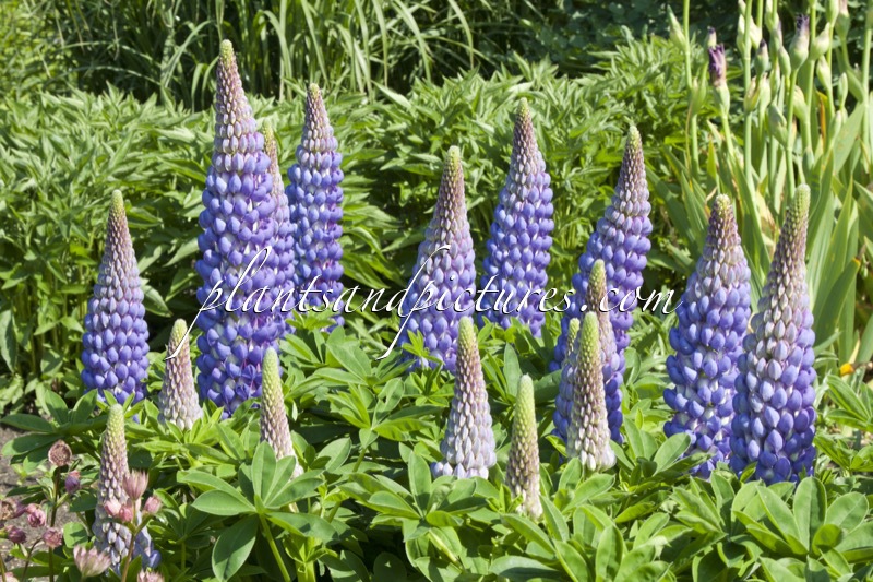 Lupinus ‘Saffron’ (West County Series)