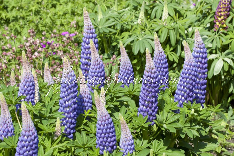 Lupinus ‘Saffron’ (West County Series)