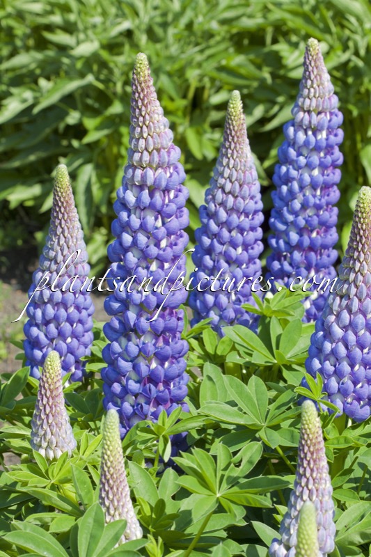 Lupinus ‘Saffron’ (West County Series)