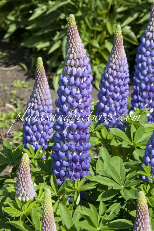 Lupinus ‘Saffron’ (West County Series)