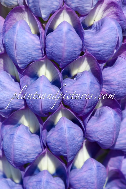 Lupinus ‘Saffron’ (West County Series)
