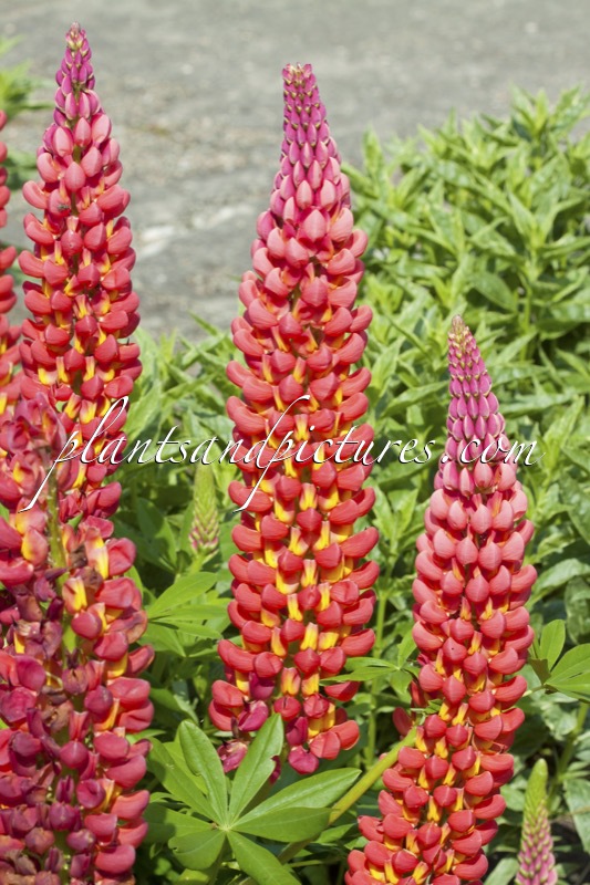 Lupinus ‘Towering Inferno’ (West County Series)