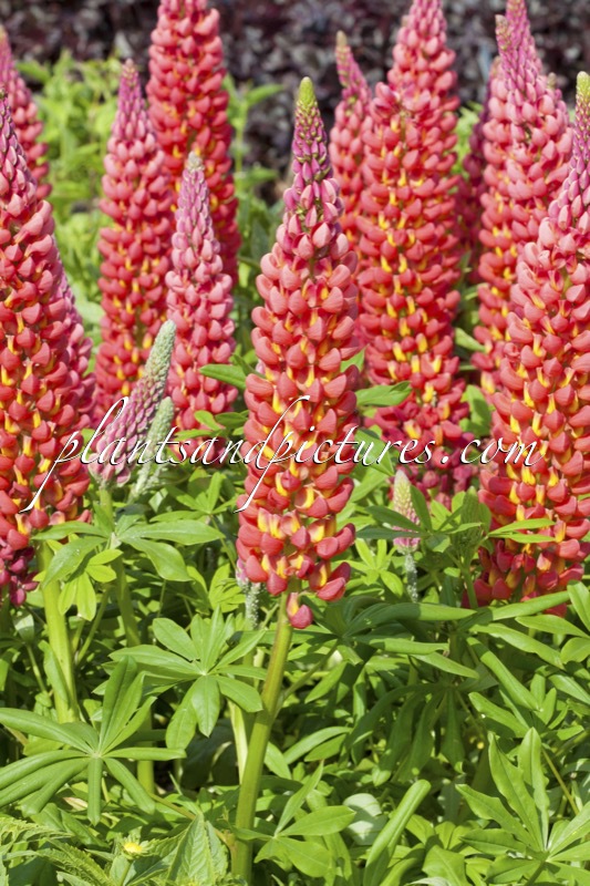 Lupinus ‘Towering Inferno’ (West County Series)