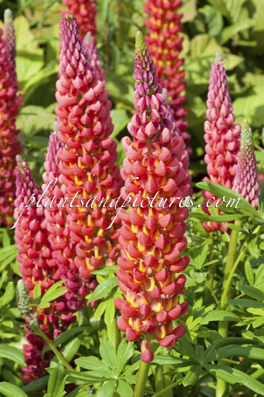Lupinus ‘Towering Inferno’ (West County Series)