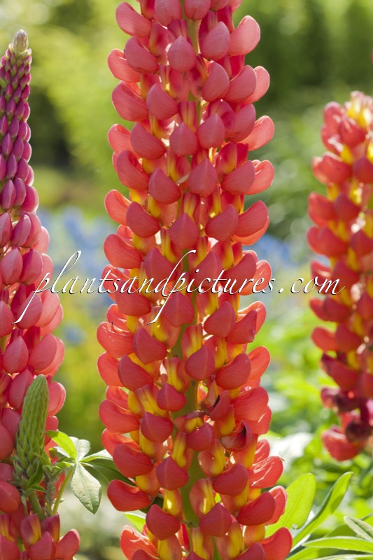 Lupinus ‘Towering Inferno’ (West County Series)