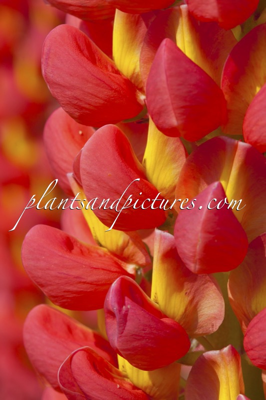 Lupinus ‘Towering Inferno’ (West County Series)