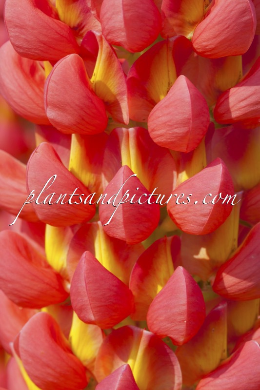 Lupinus ‘Towering Inferno’ (West County Series)