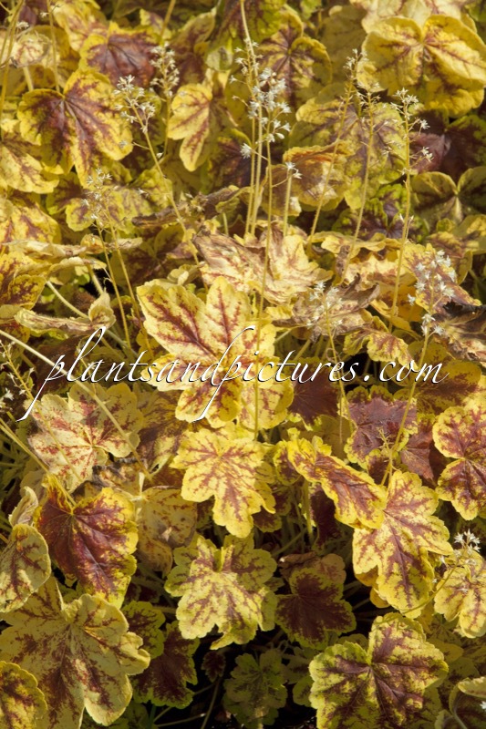 Heuchera ‘Solar Eclipse’
