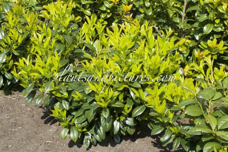 Prunus laurocerasus ‘Gabi’