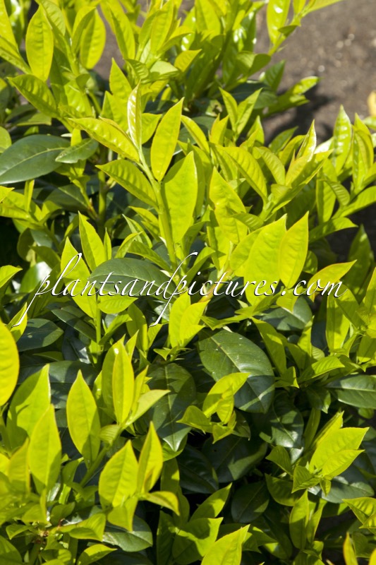 Prunus laurocerasus ‘Gabi’