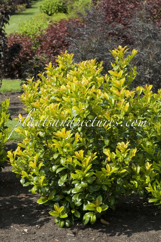 Prunus laurocerasus ‘Ani’