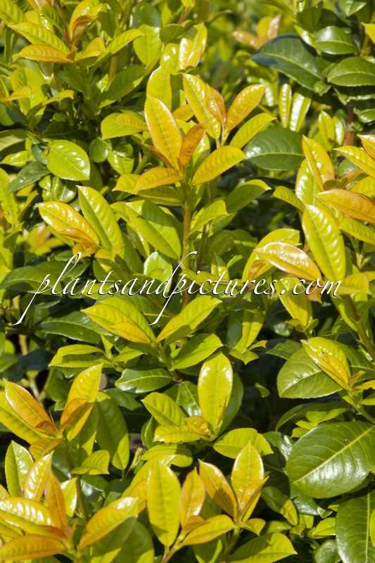 Prunus laurocerasus ‘Ani’