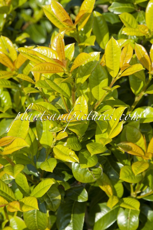 Prunus laurocerasus ‘Ani’