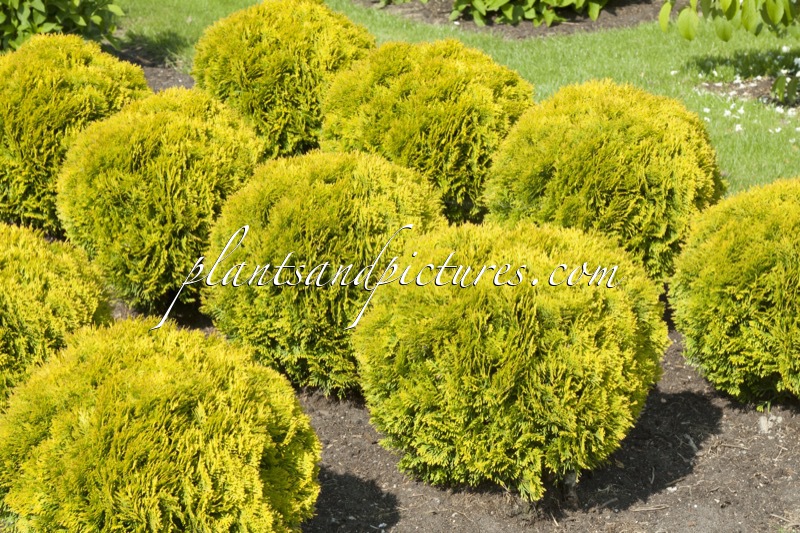 Thuja occidentalis ‘Mirjam’