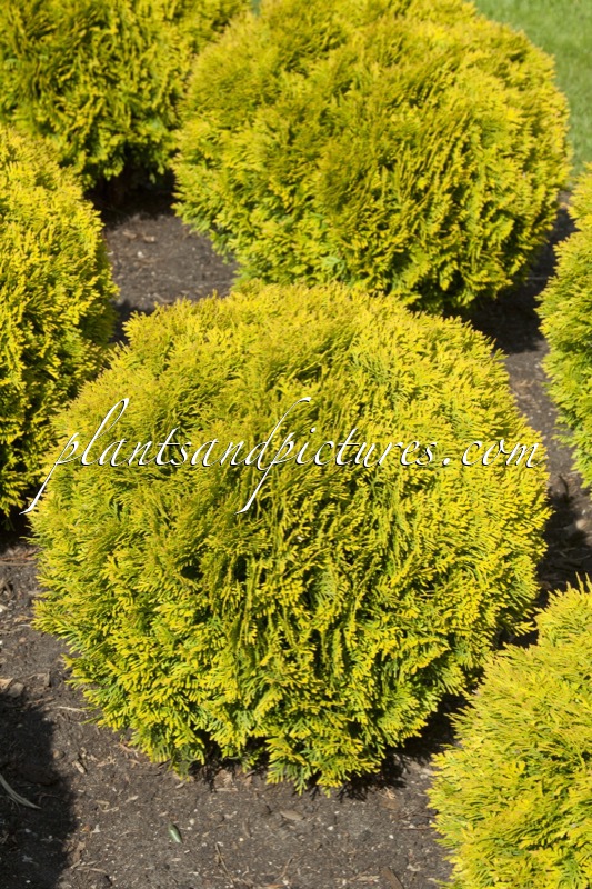 Thuja occidentalis ‘Mirjam’
