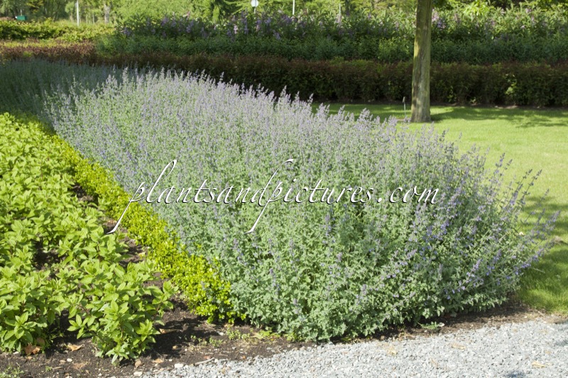 Nepeta ‘Grol’