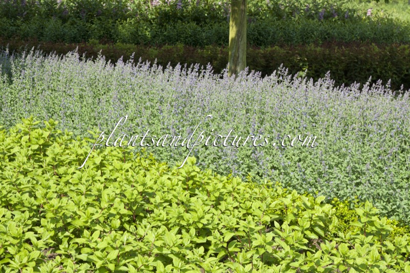 Nepeta ‘Grol’