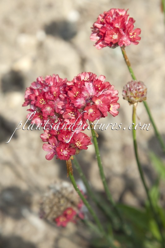 Armeria pseudarmeria ‘Ballerina Red’