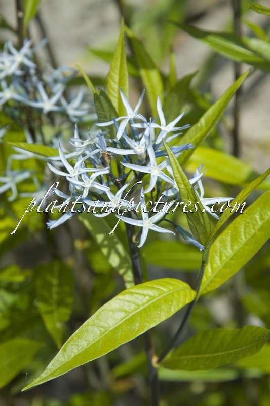 Amsonia tabernaemontana var. salicifolia
