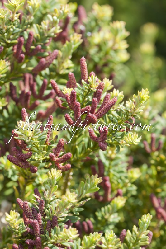 Podocarpus lawrencei