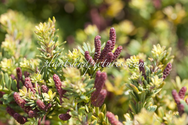 Podocarpus lawrencei