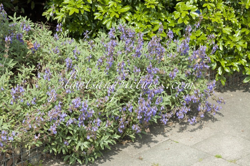 Salvia officinalis ‘Grete Stölzle’