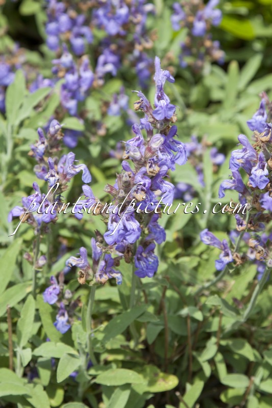 Salvia officinalis ‘Grete Stölzle’