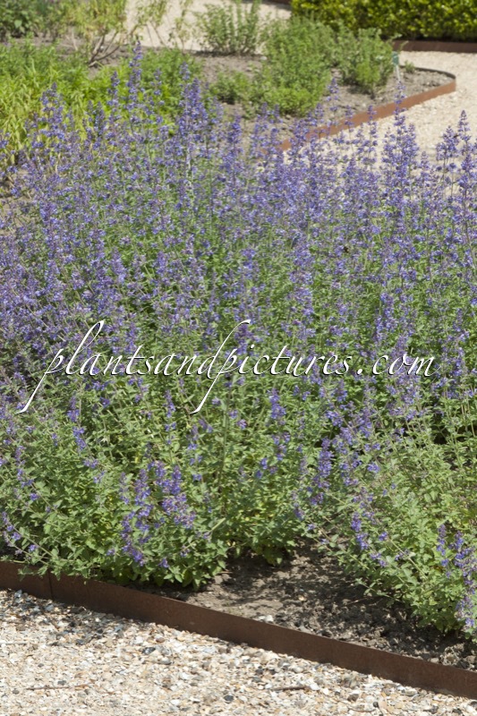 Nepeta ‘Walker’s Low’