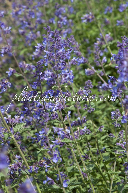 Nepeta ‘Walker’s Low’
