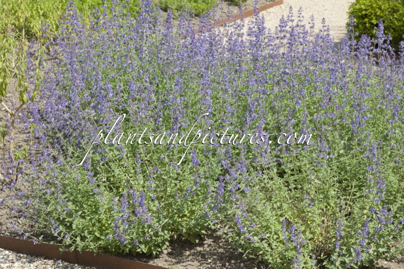 Nepeta ‘Walker’s Low’