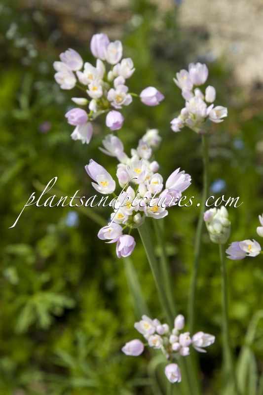 Allium roseum