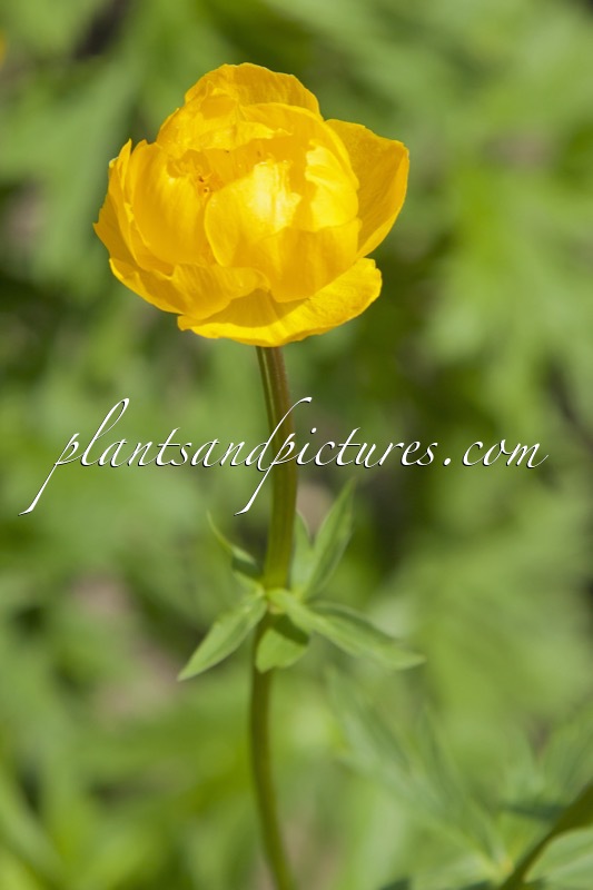 Trollius ‘Fire Globe’