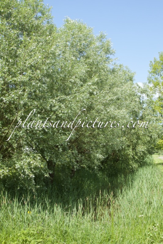 Salix alba