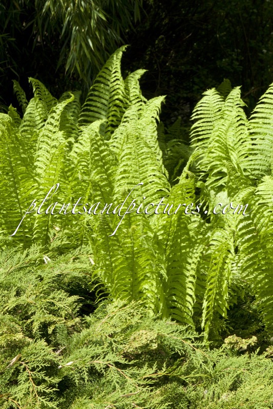 Matteuccia struthiopteris
